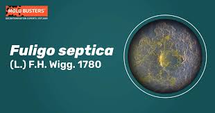 Attēlu rezultāti vaicājumam “Fuligo gyrosa spores”