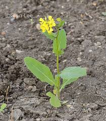 Attēlu rezultāti vaicājumam “Sinapis arvensis”