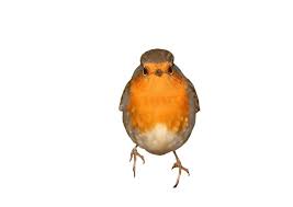 Attēlu rezultāti vaicājumam “Erithacus rubecula adult”