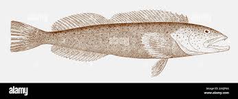 Image result for Ophiodon elongatus