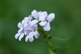 Attēlu rezultāti vaicājumam “Cardamine bulbifera”