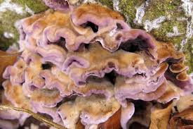 Attēlu rezultāti vaicājumam “Chondrostereum purpureum”