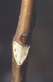 Attēlu rezultāti vaicājumam “Aesculus hippocastanum”