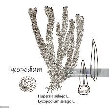 Attēlu rezultāti vaicājumam “Huperzia selago”