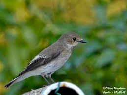 Attēlu rezultāti vaicājumam “Ficedula hypoleuca juvenile”