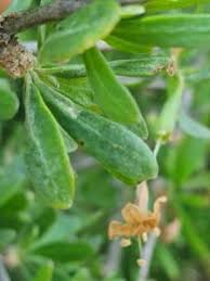 Attēlu rezultāti vaicājumam “Puccinia poarum”