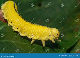 Attēlu rezultāti vaicājumam “Cimbex femoratus larva”