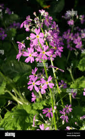 Image result for Primula malacoides