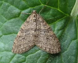 Attēlu rezultāti vaicājumam “Trichopteryx carpinata”