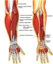 Forearm Training - IllPumpYouUp.