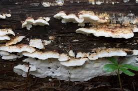 Attēlu rezultāti vaicājumam “Antrodia serialis”