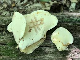 Attēlu rezultāti vaicājumam “Buglossoporus quercinus”