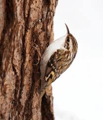 Attēlu rezultāti vaicājumam “Certhia familiaris”