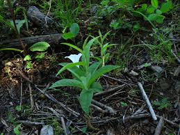 Attēlu rezultāti vaicājumam “Badhamia bethelii stalked”
