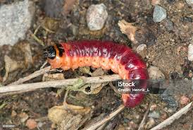 Attēlu rezultāti vaicājumam “Cossus cossus larva”