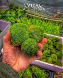 Imagini pentru Cladophora aegagropila