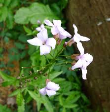 Attēlu rezultāti vaicājumam “Cardamine bulbifera”