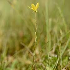 Attēlu rezultāti vaicājumam “Saxifraga hirculus”