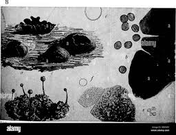 Attēlu rezultāti vaicājumam “Licea pusilla”