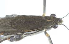 Attēlu rezultāti vaicājumam “Limnoporus rufoscutellatus”