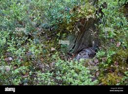 Attēlu rezultāti vaicājumam “Bonasa bonasia eggs”