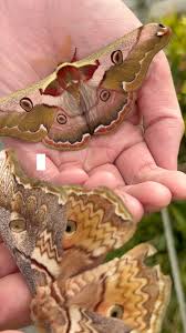 Attēlu rezultāti vaicājumam “Laothoe amurensis”