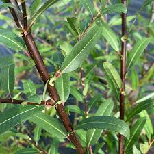 Attēlu rezultāti vaicājumam “Salix triandra fruit”