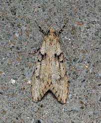 Attēlu rezultāti vaicājumam “Diurnea fagella”