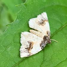 Attēlu rezultāti vaicājumam “Ligdia adustata”