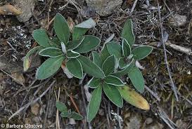 Attēlu rezultāti vaicājumam “Pilosella officinarum leaf”