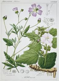 Image result for Althaea officinalis