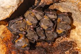 Attēlu rezultāti vaicājumam “Nyctalus leisleri”