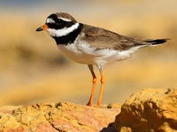 Attēlu rezultāti vaicājumam “Charadrius hiaticula adult”