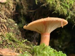 Attēlu rezultāti vaicājumam “Lactarius torminosus”