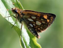 Attēlu rezultāti vaicājumam “Carterocephalus palaemon underside”