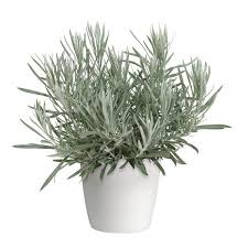 Image result for Helichrysum lindleyii