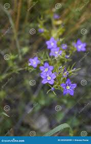 Image result for Legousia speculum-veneris