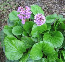 Attēlu rezultāti vaicājumam “Bergenia crassifolia flower”