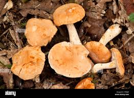 Attēlu rezultāti vaicājumam “Hydnum rufescens”