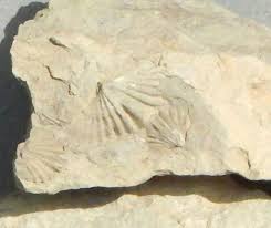 Image result for mountain top seashell