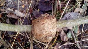 Attēlu rezultāti vaicājumam “Rabdophaga degeeri”