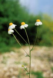 Attēlu rezultāti vaicājumam “Matricaria chamomilla”
