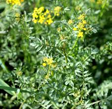Attēlu rezultāti vaicājumam “Rorippa sylvestris leaf”