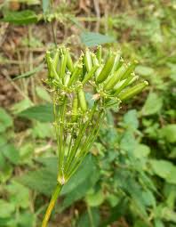 Attēlu rezultāti vaicājumam “Chaerophyllum aromaticum fruit”