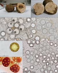 Attēlu rezultāti vaicājumam “Ombrophila violacea spores”