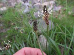 Attēlu rezultāti vaicājumam “Plantago lanceolata bud”