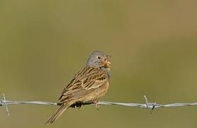 Image result for Emberiza caesia
