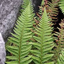 Attēlu rezultāti vaicājumam “Polystichum aculeatum”
