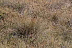 Attēlu rezultāti vaicājumam “Schoenus ferrugineus bud”