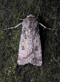 Attēlu rezultāti vaicājumam “Agrotis ripae”